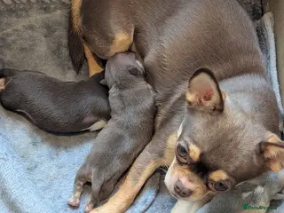 Chihuahua dogs XS chihuahua puppies - Advert 1