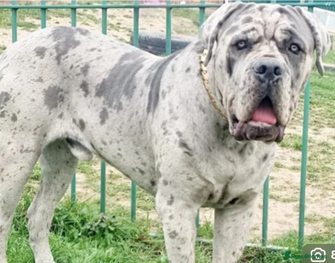Cane Corso dogs for sale: Merle and brindle cane corso - Advert 11