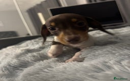 Miniature Dachshund dogs for sale: Four beautiful miniature dachshund girls - Advert 22