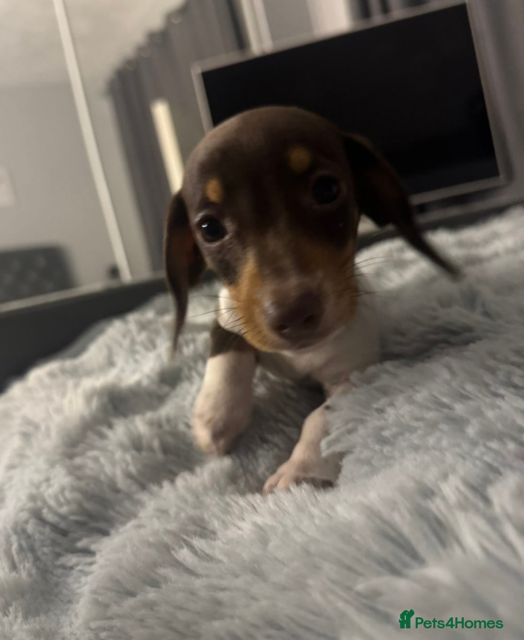 Miniature Dachshund dogs for sale: Four beautiful miniature dachshund girls - Advert 22