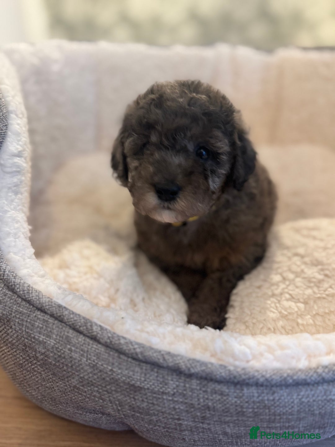 Cockapoo dogs for sale: 🌟 ADORABLE Cockapoo puppies 🌟 ready to leave 🐾 - Image 17