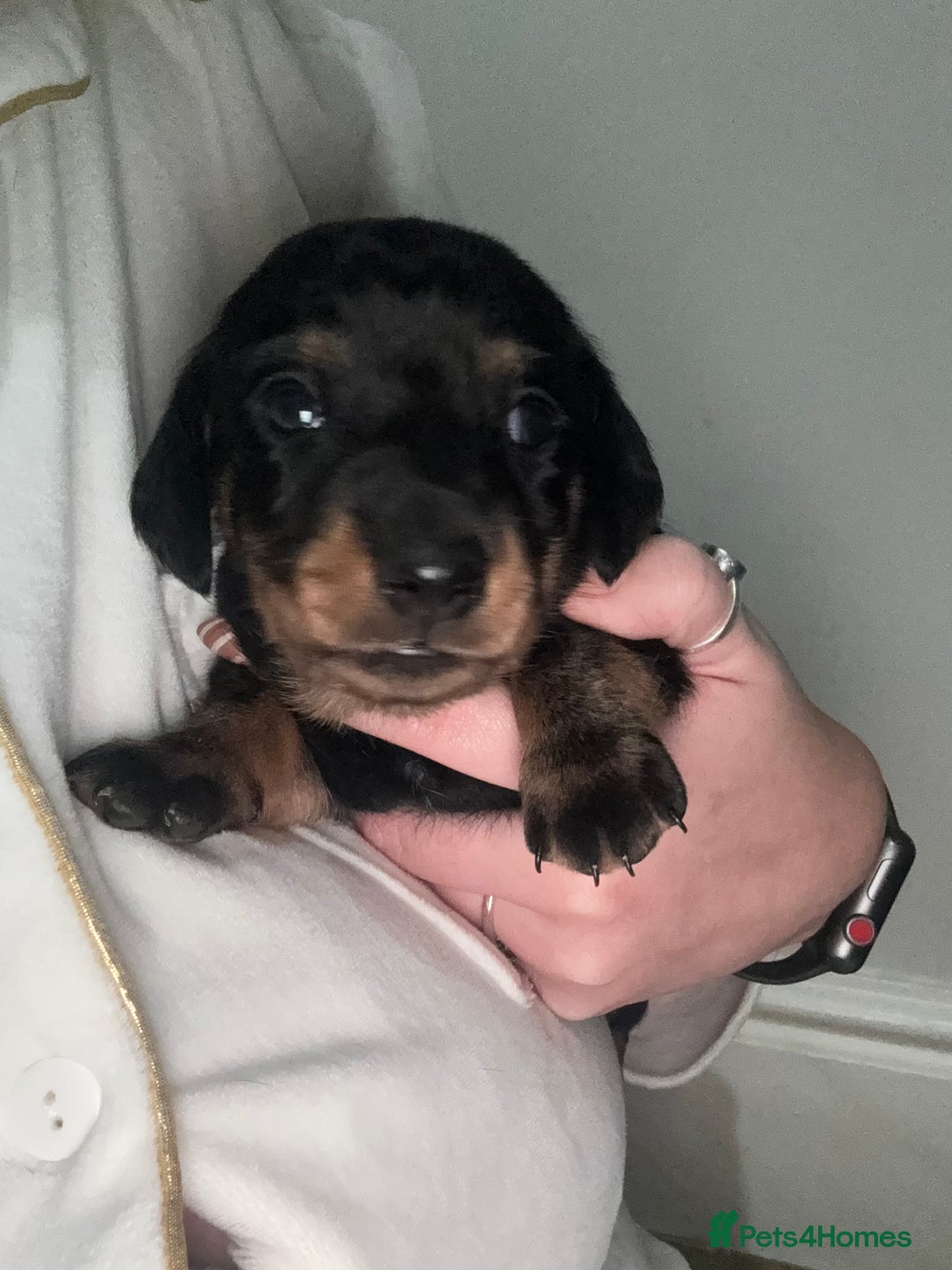 Dachshund dogs for sale: 4 miniature x jack russle   - Advert 6