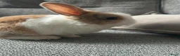 Mini Lion Lop rabbits for sale:  Beautiful Mini Lionhead Rabbit Babies 🐰 in Birmingham - Advert 9