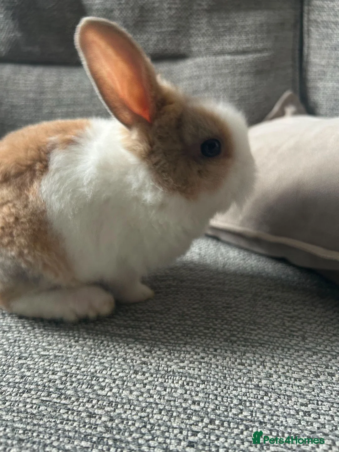 Mini Lion Lop rabbits for sale:  Beautiful Mini Lionhead Rabbit Babies 🐰 in Birmingham - Advert 9