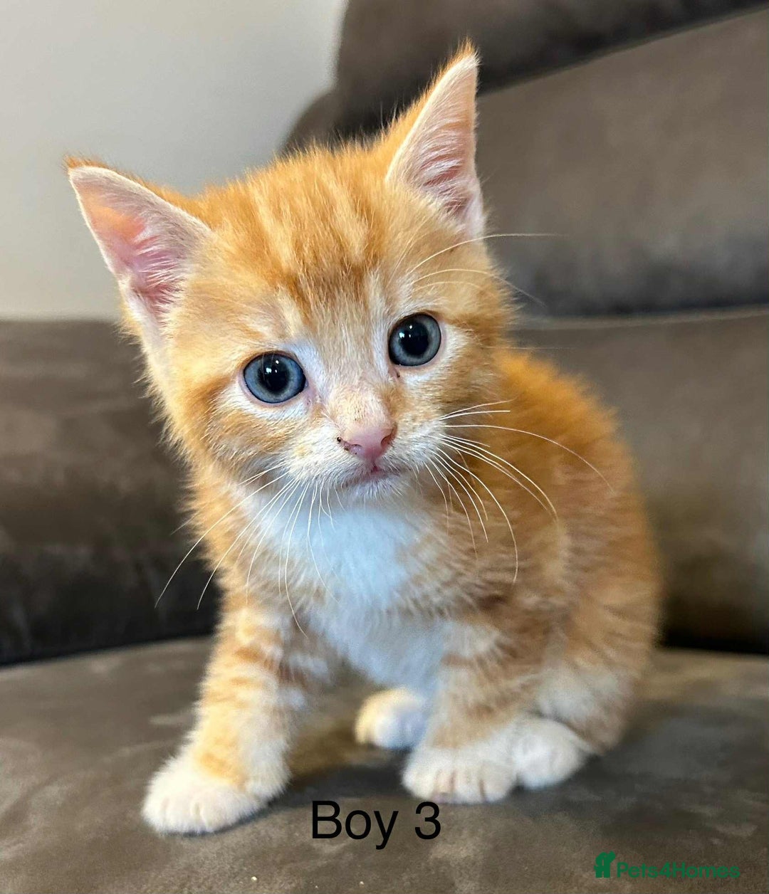 British Shorthair cats for sale: Stunning kittens available  - Image 10