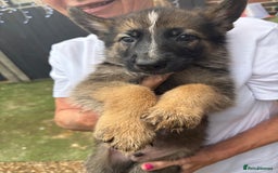 German Shepherd dogs for sale: German Shepard puppies  - Image 6