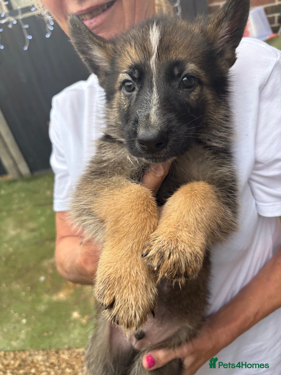 German Shepherd dogs for sale: German Shepard puppies  - Image 6