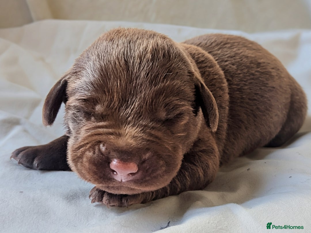 Labrador Retriever dogs for sale: Chocolate Labrador pups  - Image 5