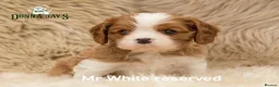Cavalier King Charles Spaniel dogs for sale: ✨ DONNAJAYS CAVALIER KING CHARLES SPANIEL ✨ - Advert 4