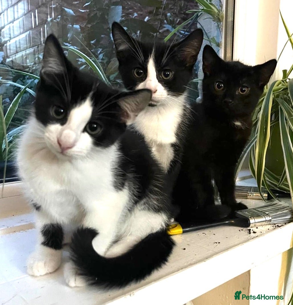 Mixed Breed cats Three varied mixed breed kittens - Advert 3