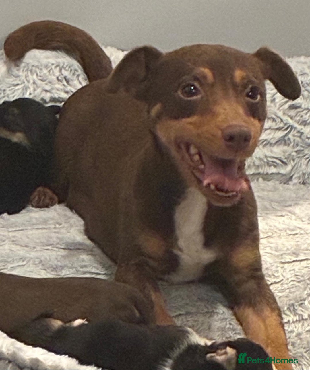 Jack Russell dogs for sale: Miniature Jack Russel Pups for sale - Advert 30