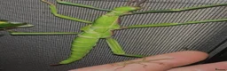 Stick Insects invertebrates for sale: Numerous species of stick insect eggs and nymphs  - Advert 1