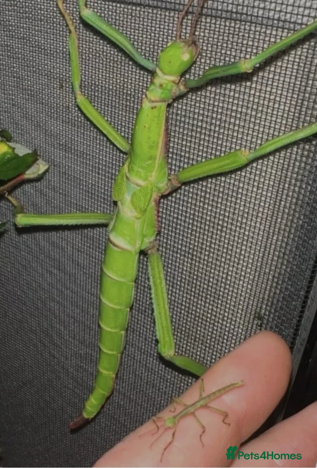 Stick Insects invertebrates for sale: Numerous species of stick insect eggs and nymphs  - Advert 1