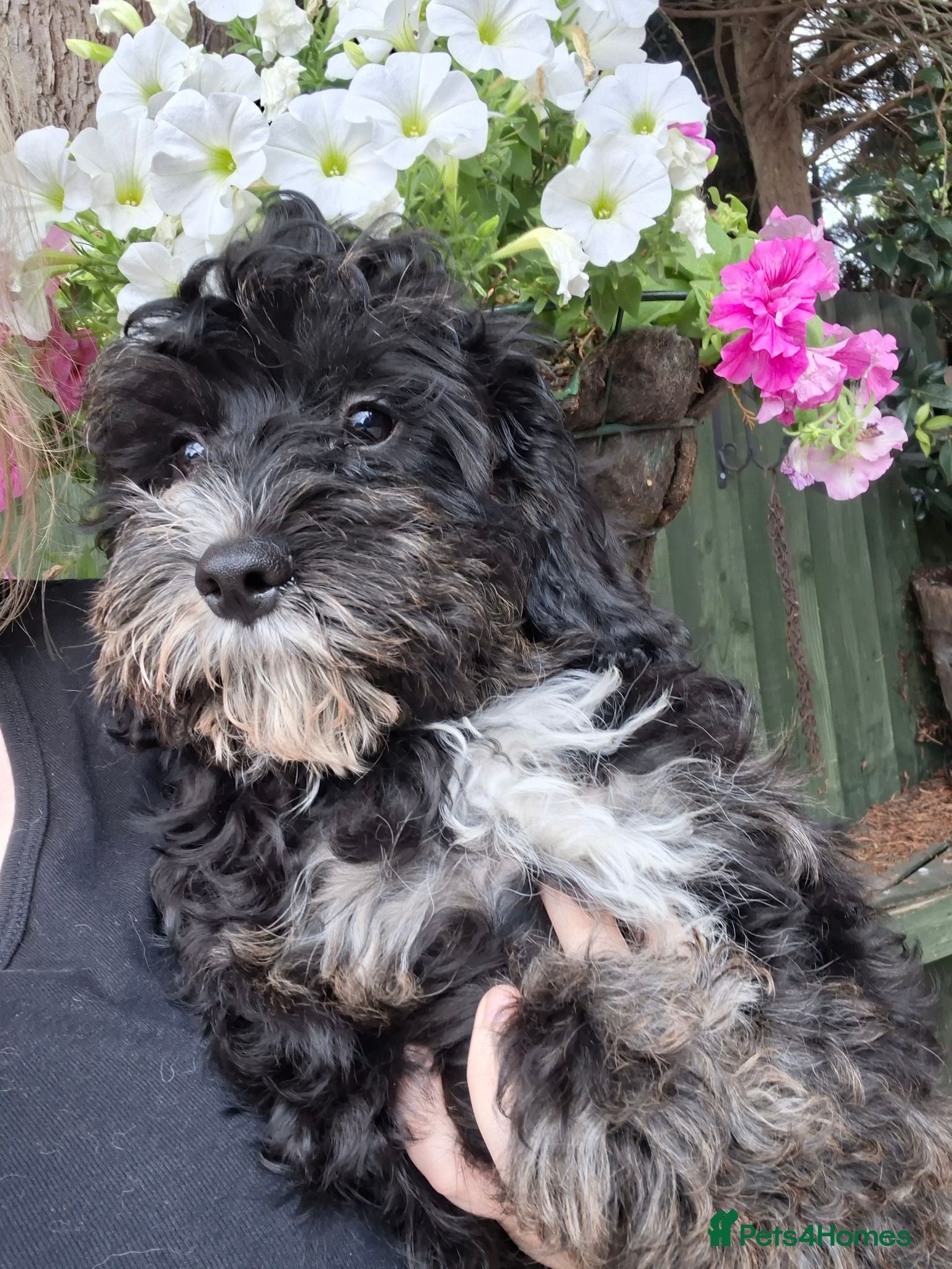Cavapoo dogs 4 beautiful cavapoo boy pups - Advert 5