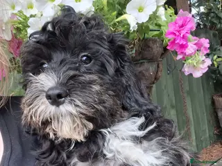 Cavapoo dogs 4 beautiful cavapoo boy pups - Advert 5