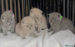 British Shorthair cats for sale: Absolutely beautiful BSH kittens  - Image 23