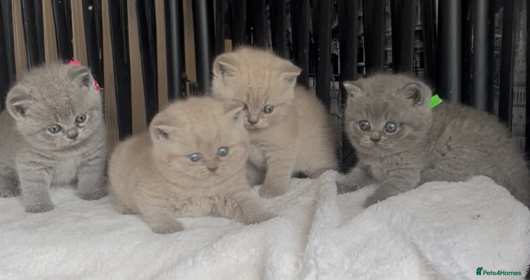 British Shorthair cats for sale: Absolutely beautiful BSH kittens  - Image 23