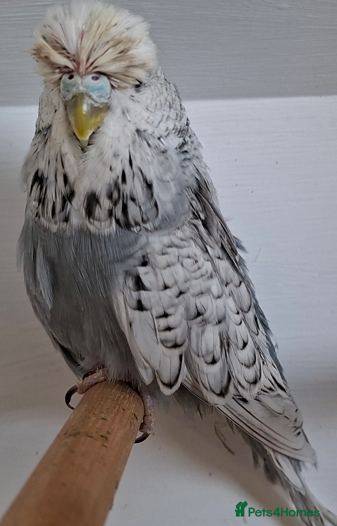 Budgerigars birds Exhibition budgies for sale  - Advert 2