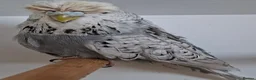 Budgerigars birds for sale: Exhibition budgies for sale  in Sudbury - Advert 1