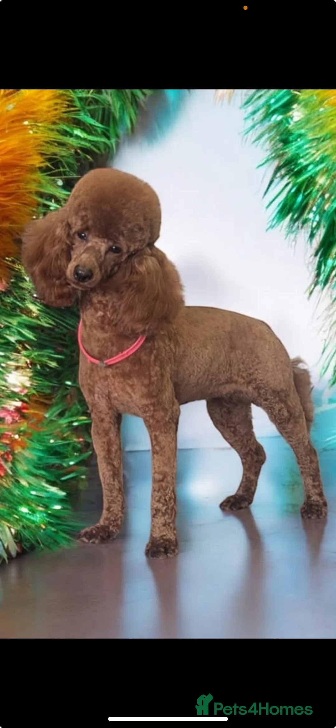 Miniature Poodle dogs for sale: Beautiful KC Female Miniature Poodles Pups - Advert 2