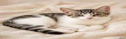 Siberian cats for sale: Stunning half Siberian kittens ready to be rehome. - Advert 1
