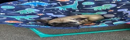 French Bulldog dogs for sale: French bull dog puppies  - Advert 4