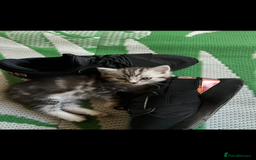 Persian cats for sale: Persian Kitten 2 - 1 Silver Doll Faced X Persian female  - Image 5