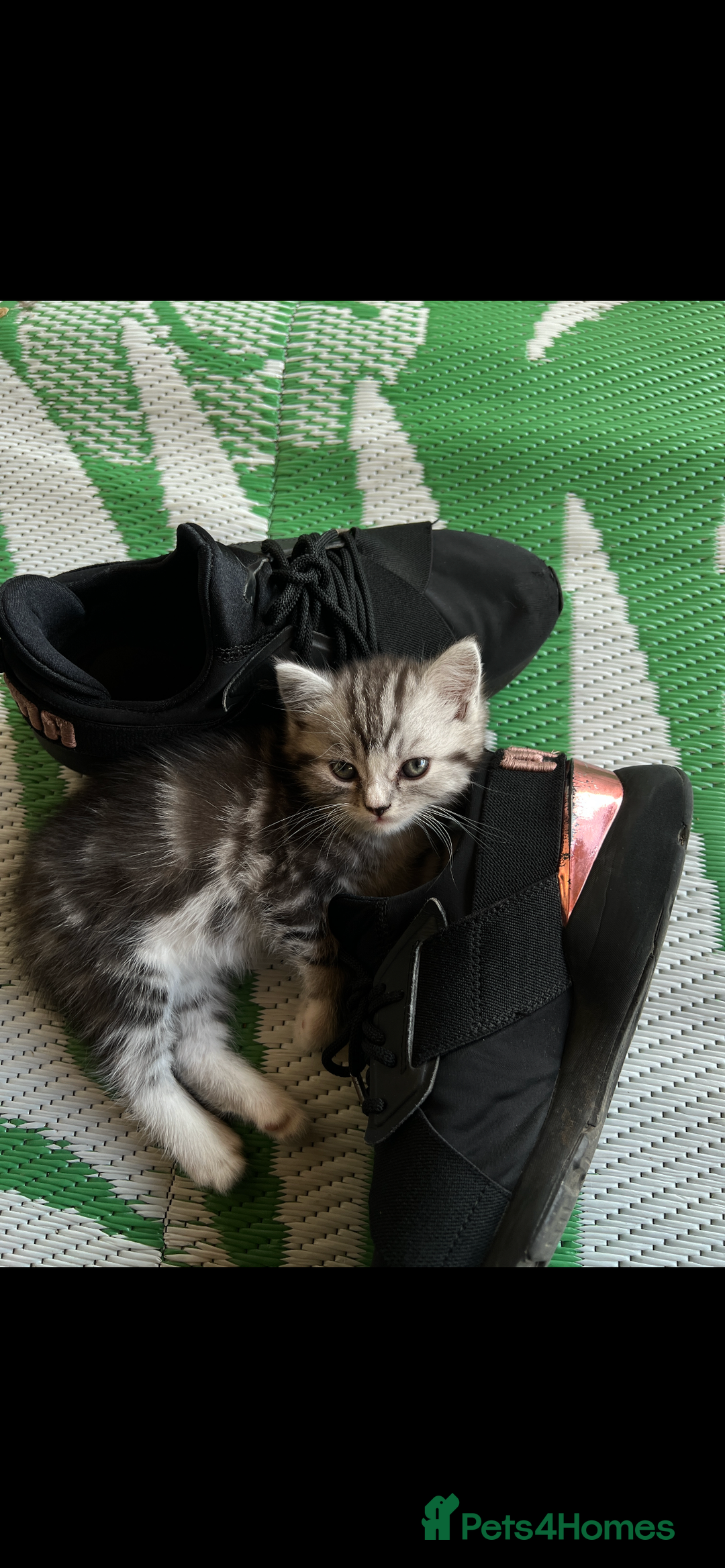 Persian cats for sale: Persian Kitten 2 - 1 Silver Doll Faced X Persian female  - Image 5
