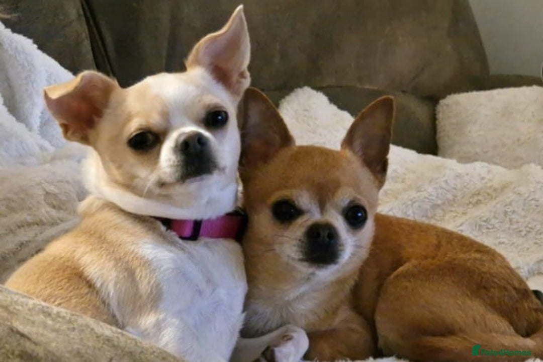 Chihuahua dogs for sale: Short-Haired Applehead Chihuahuas - Image 9