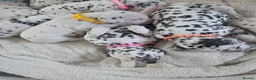 Dalmatian dogs for sale: 6 available friendly intelligent pups 😍 10.5.26 - Advert 9