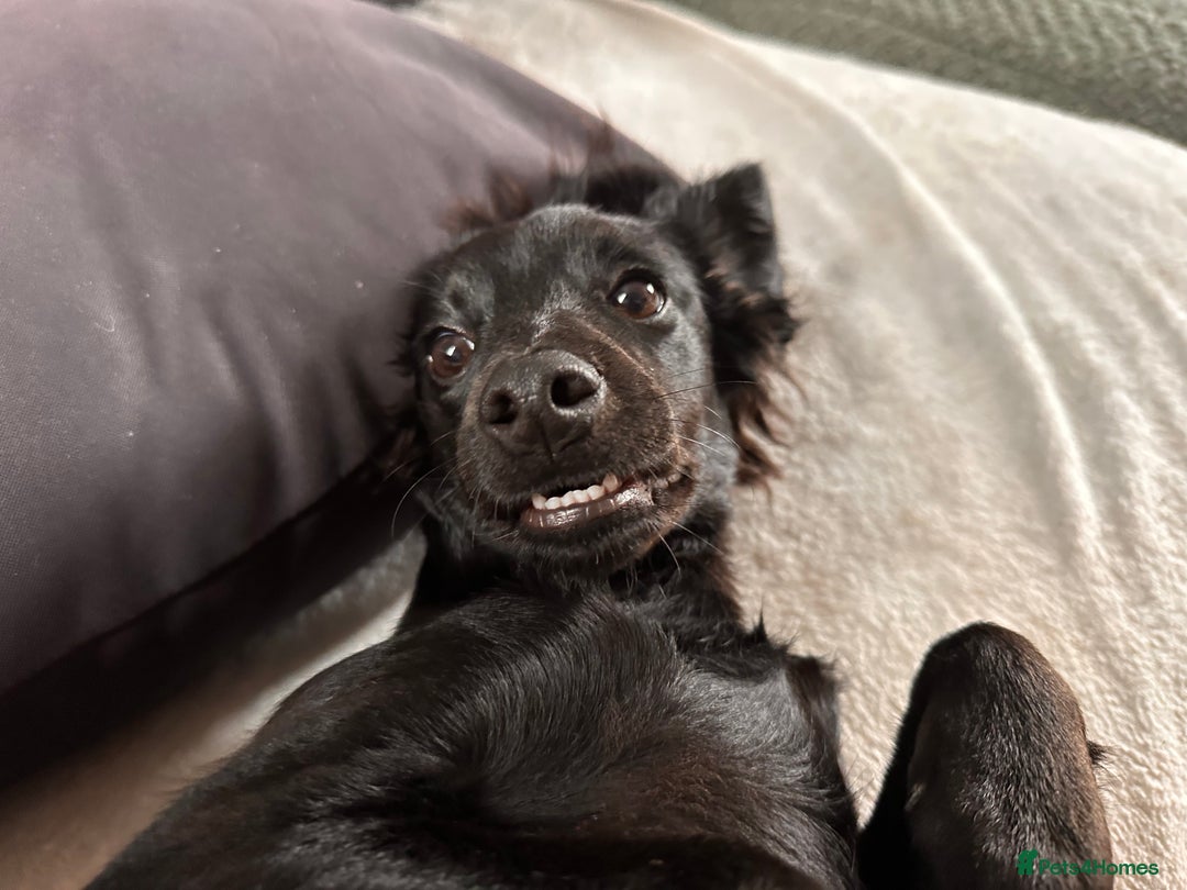 Mixed Breed dogs for sale: Jackapoo - Image 6