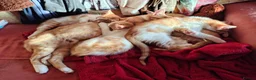 Mixed Breed cats for sale: 4 kittens available now - Advert 10