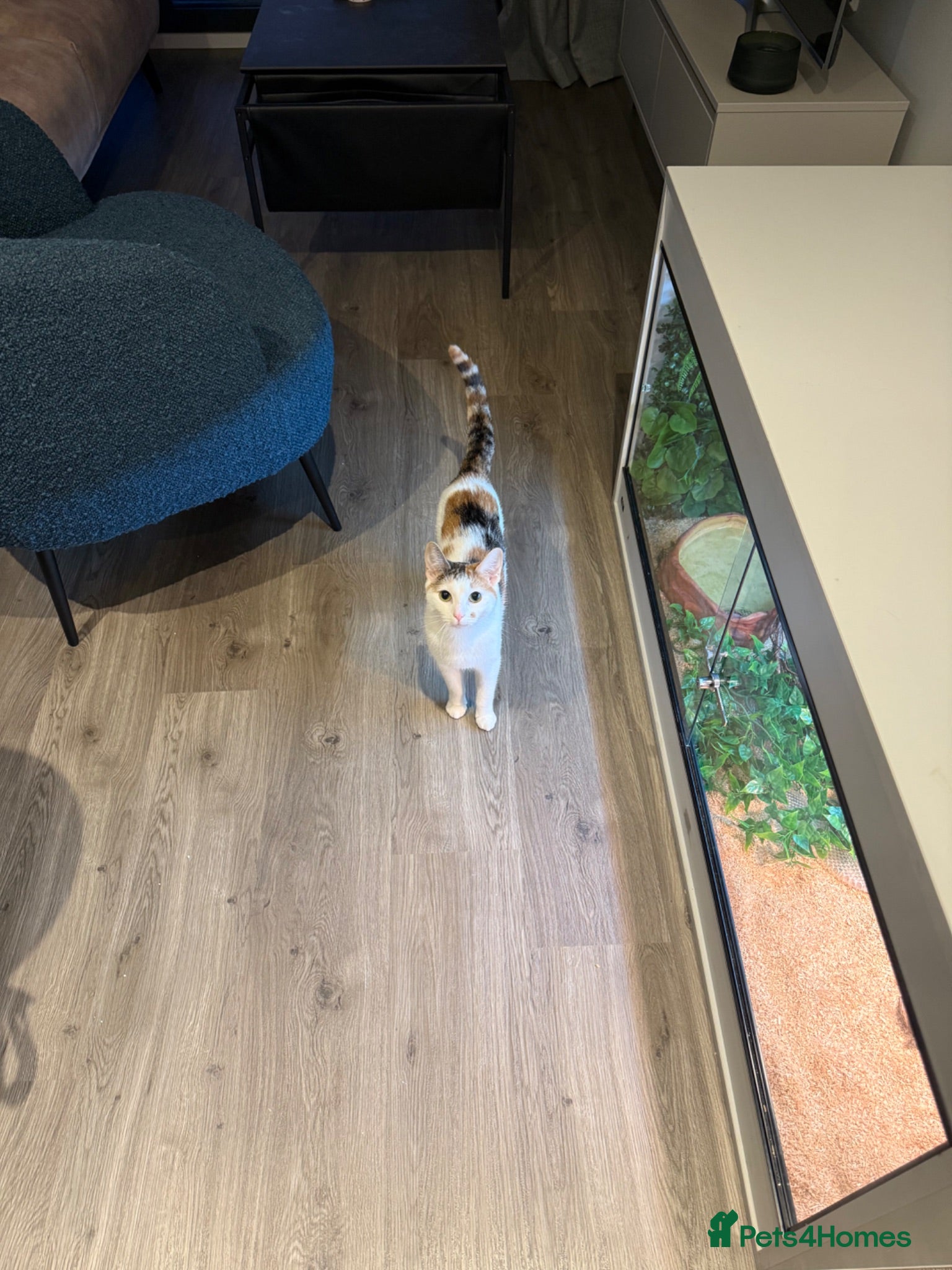 Mixed Breed cats Female cat with all supplies included - Advert 2