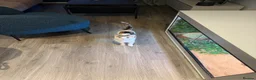 Mixed Breed cats for sale: Female cat with all supplies included - Advert 2