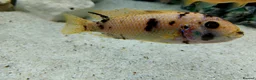 Cichlids fish for sale: African cichlids  - Advert 9