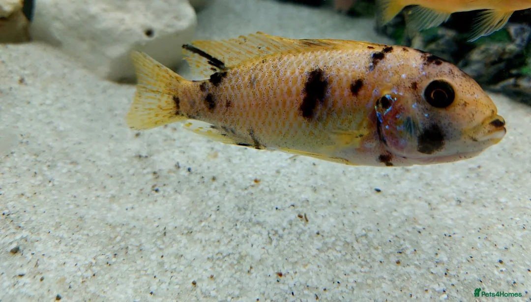 Cichlids fish for sale: African cichlids  - Advert 9