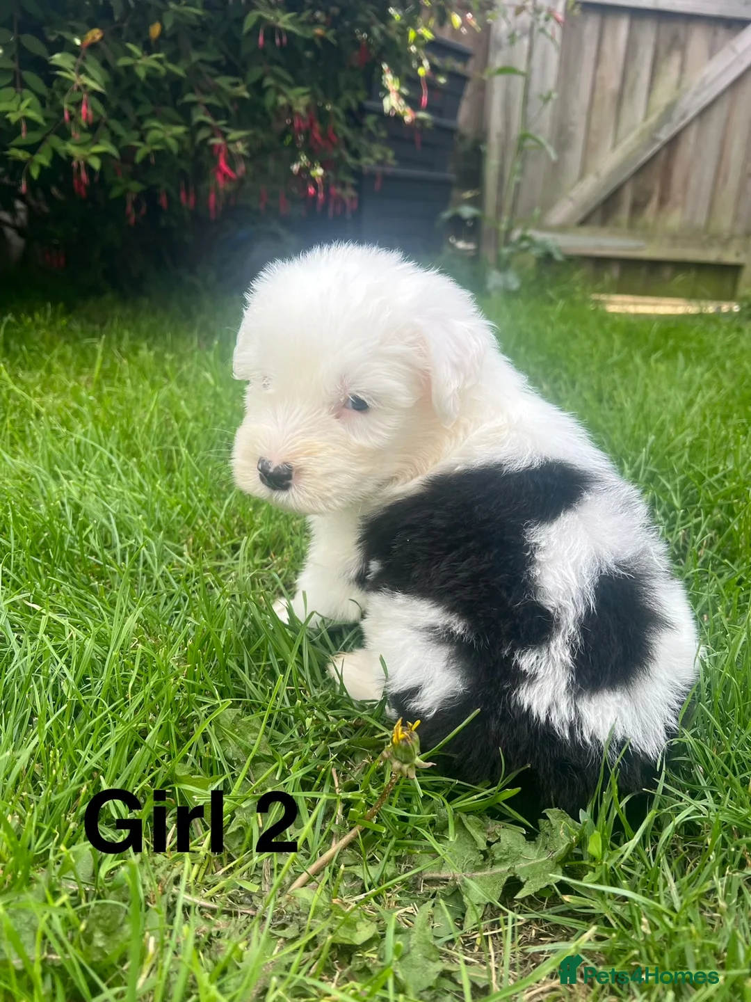 Old English Sheepdog dogs for sale: Old English Sheepdog Puppies  in Peterborough - Advert 1