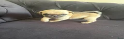 Pug dogs for sale: Pug Puppies - Advert 34