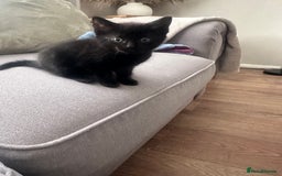 Mixed Breed cats for sale: Full black kitten .  - Image 4