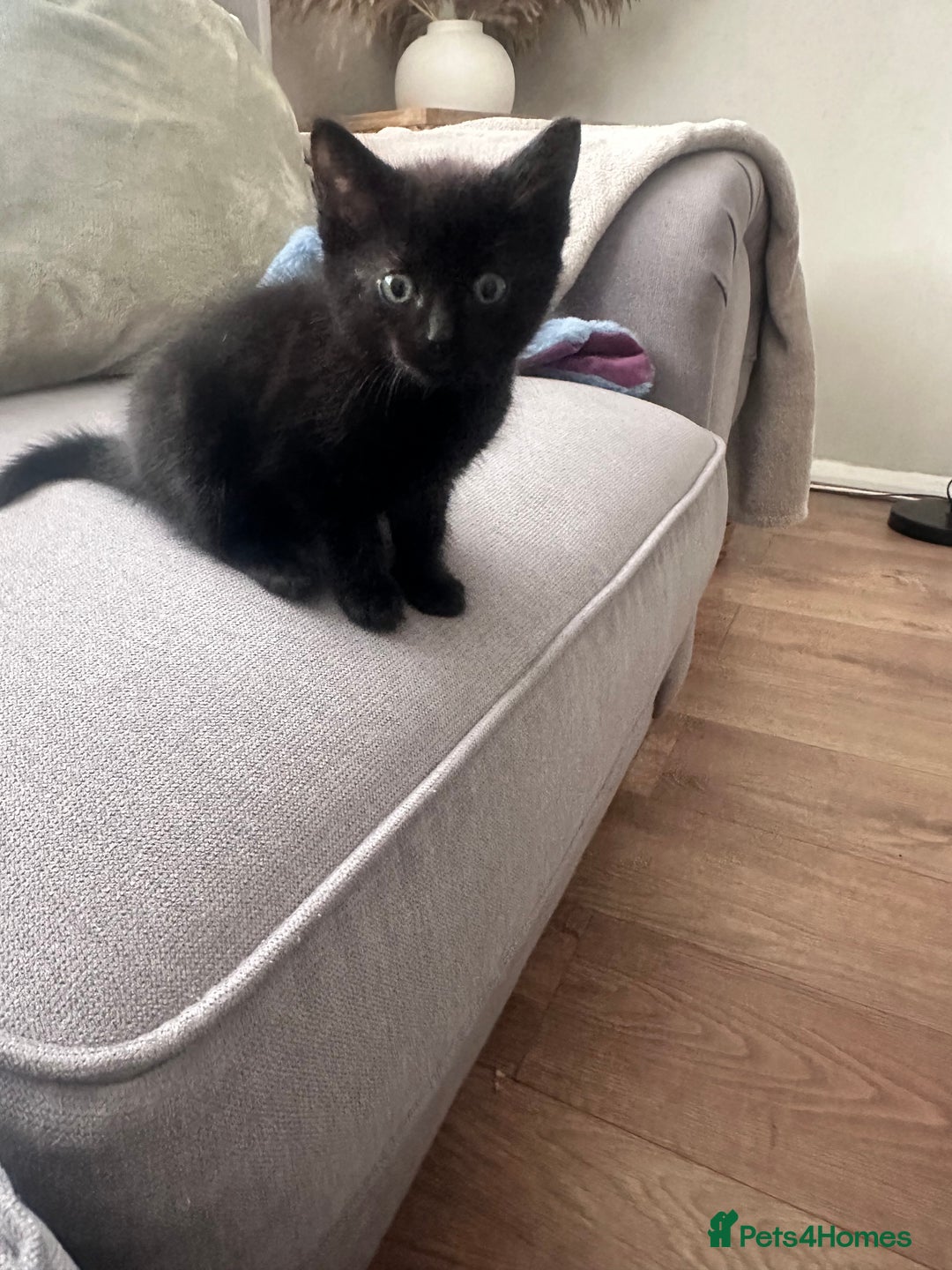 Mixed Breed cats for sale: Full black kitten .  - Image 4