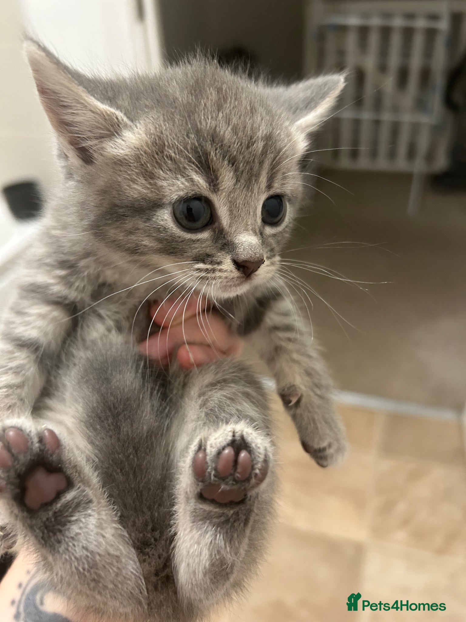 Mixed Breed cats for sale: 5 beautiful kittens  - Advert 1