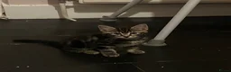 Mixed Breed cats for sale: 4 adorable kittens  - Advert 6