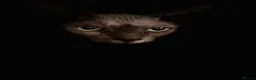 Sphynx cats for sale: Beautiful male and female  - Advert 11