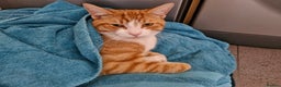 Mixed Breed cats for sale: Ginger adult male  - Advert 1