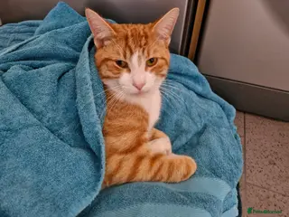 Mixed Breed cats Ginger adult male - Advert 14