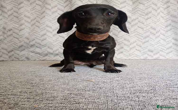 Dachshund dogs - Advert 1