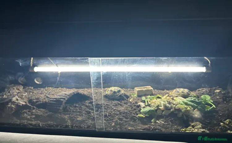 Tortoise reptiles Male and female horse field tortoises  - Advert 7