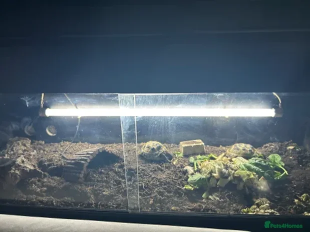 Tortoise reptiles Male and female horse field tortoises - Advert 7