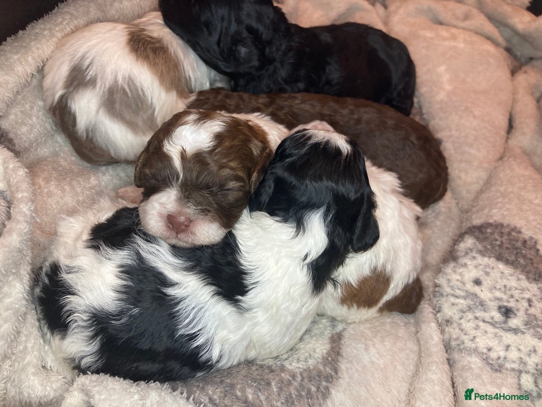 Shihpoo dogs for sale: 5 star rated Toy shihpoo puppies - Image 1