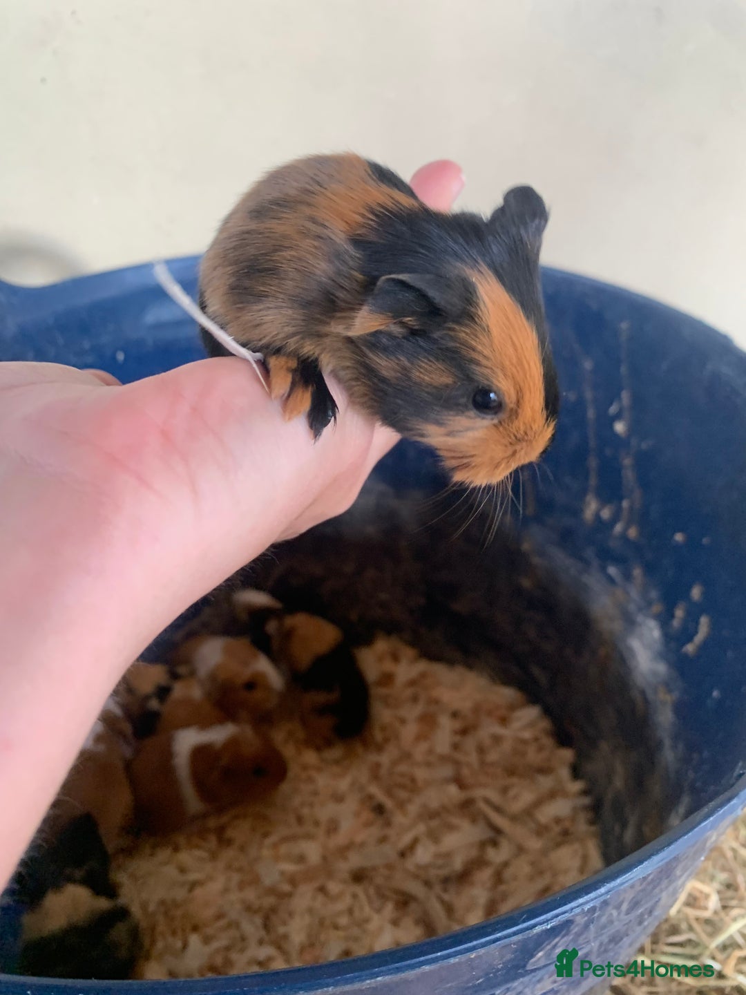 Guinea Pig rodents for sale: Baby Guinea Pigs - Image 8